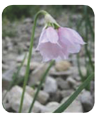 ail a fleur de narcisse