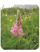 sainfoin à feuille de vesce