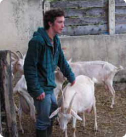 Nicolas Gave avec les chèvres